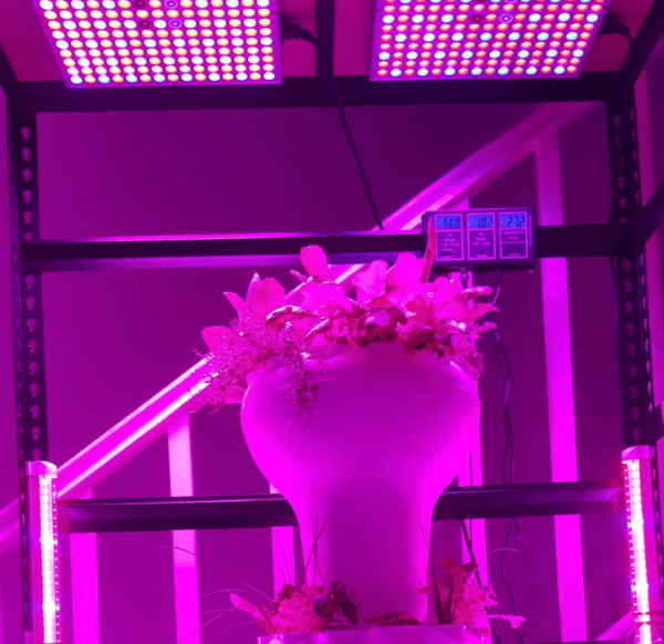 indoor led grow light shining on single flower pot inside glass case