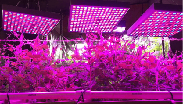indoor led grow light indoor with plants inside glass